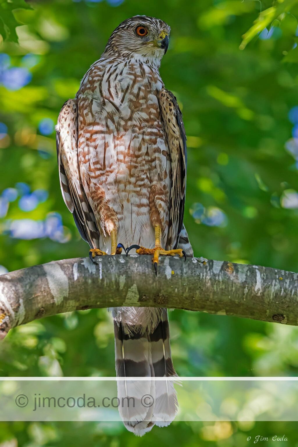 A Cooper's hawk is perched in an oak tree just outside in my backyard in Petaluma, California. At least I think it is a Cooper's hawk. Sharp-shinned hawks look almost identical but are smaller. .