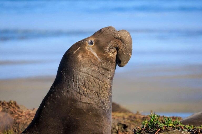 A bull elephant seal rises at Drakes Beach, Point Reyes National Seashore.