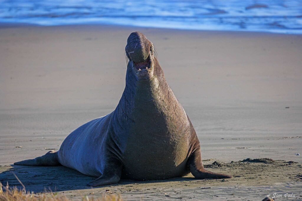 A bull elephant seal calls on Drakes Beach, Point Reyews National Seashore.