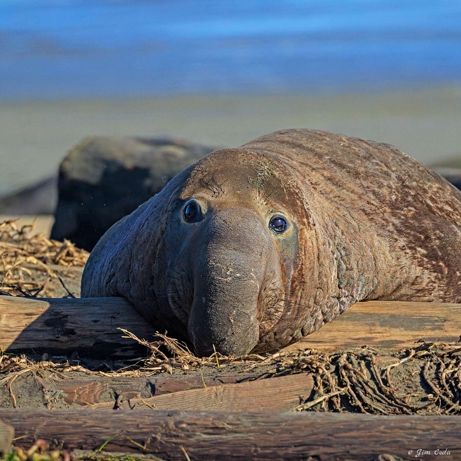 An elephant seal rests at Drakes Beach, Point Reyes National Seashore.