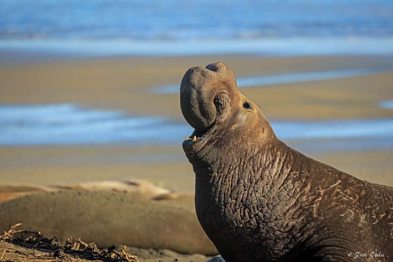 Bull Elephant Seal calls at Drakes Beach, Point Reyes National Seashore.