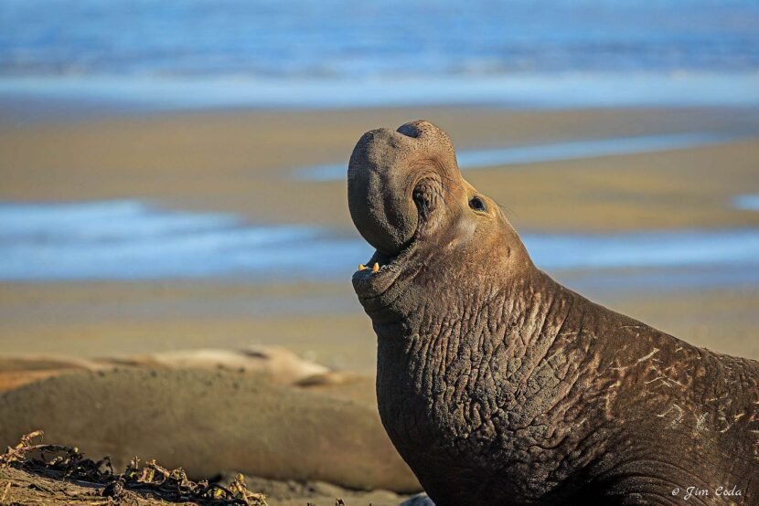 Bull Elephant Seal calls at Drakes Beach, Point Reyes National Seashore.