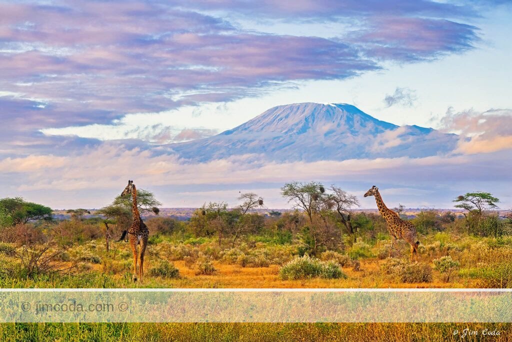 Two giraffes stand in front of Mount Kilimanjaro while foraging in the Selenkay Conservancy adjacent to Amboseli National Park .