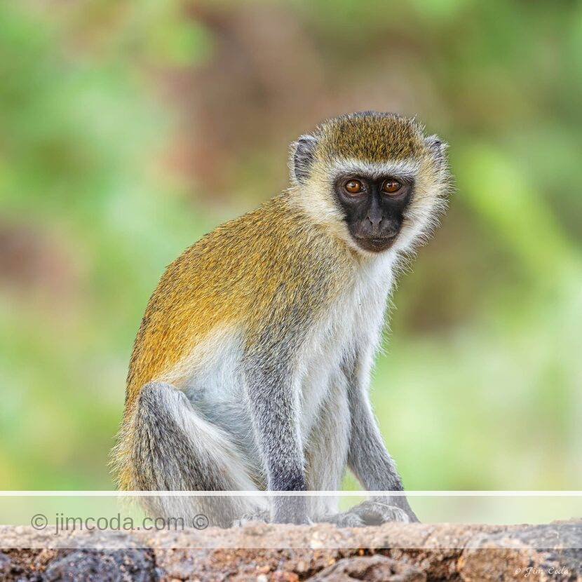 Photo of a vervet monkey, aka black-faced monkey, sitting on a wall in Amboseli National Park, Kenya.