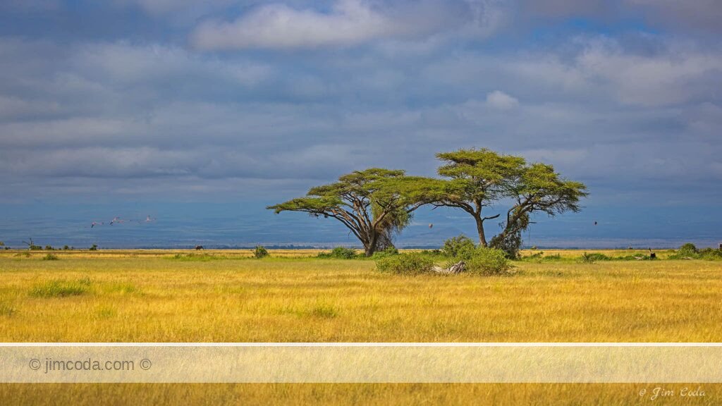 This is a photo of two acacia trees and more in the middle of Amboseli National Park.