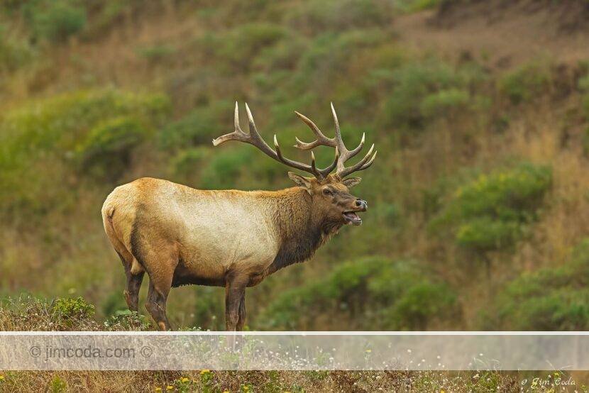 It's the beginning of the rut and this bull is getting ready to do some bugling and looking happy in the process. Photo taken in Point Reyes National Seashore.