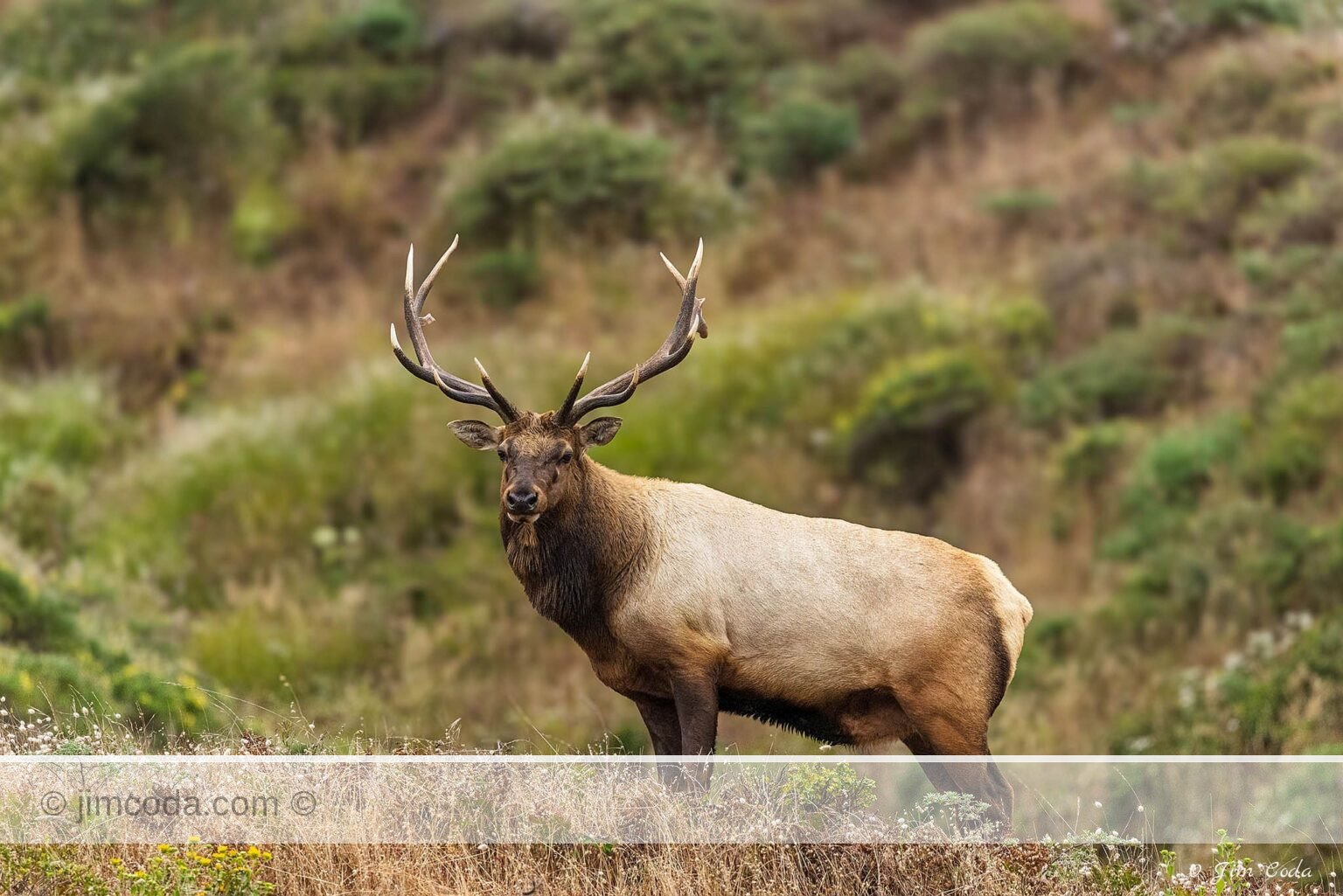 A bull tule elk stands on the slope of a hill in the Tomales Point area of Point Reyes National Seashore.