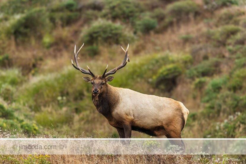 A bull tule elk stands on the slope of a hill in the Tomales Point area of Point Reyes National Seashore.