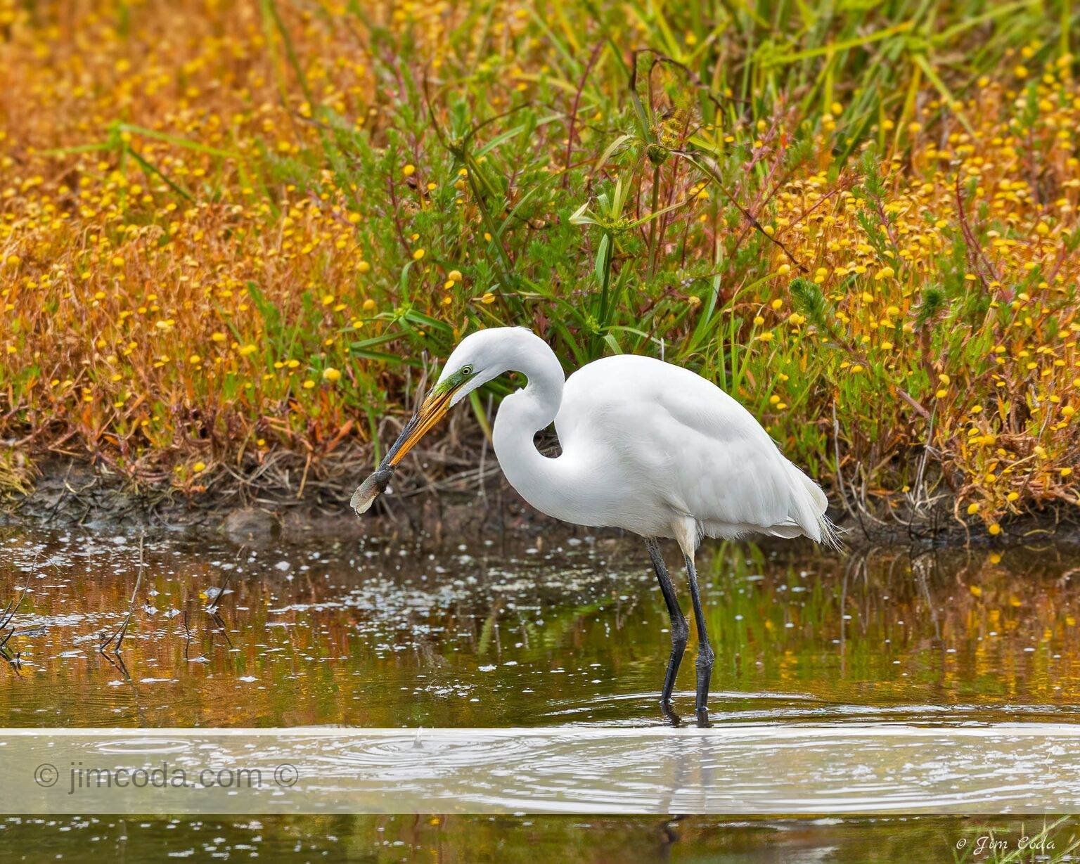 Photo of a great egret grabbing a tadpole in the little lagoon at Drakes Beach.