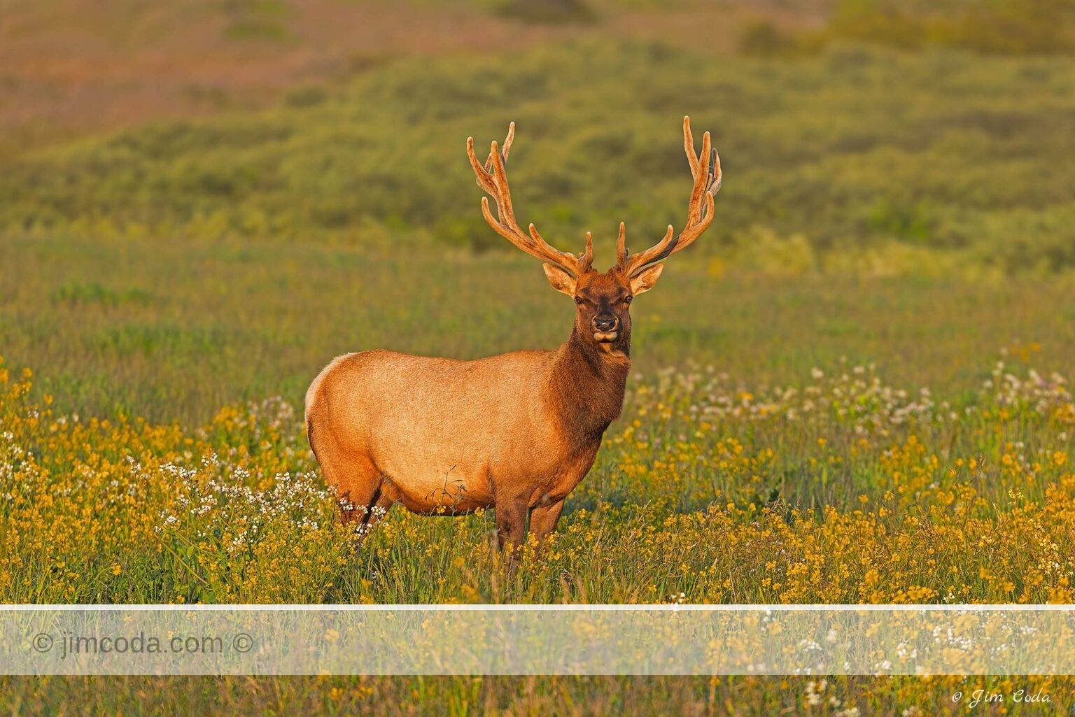 A bull tule elk with antlers covered in velvet looks into the setting sun at Point Reyes National Seashore.