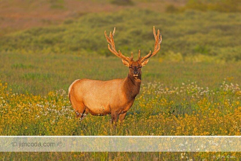 A bull tule elk with antlers covered in velvet looks into the setting sun at Point Reyes National Seashore.