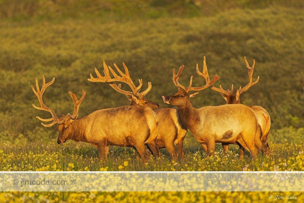 Photo of four bull tule elk, their antlers covered in velvet, graze in a pasture on the J Ranch, Point Reyes National Seashore