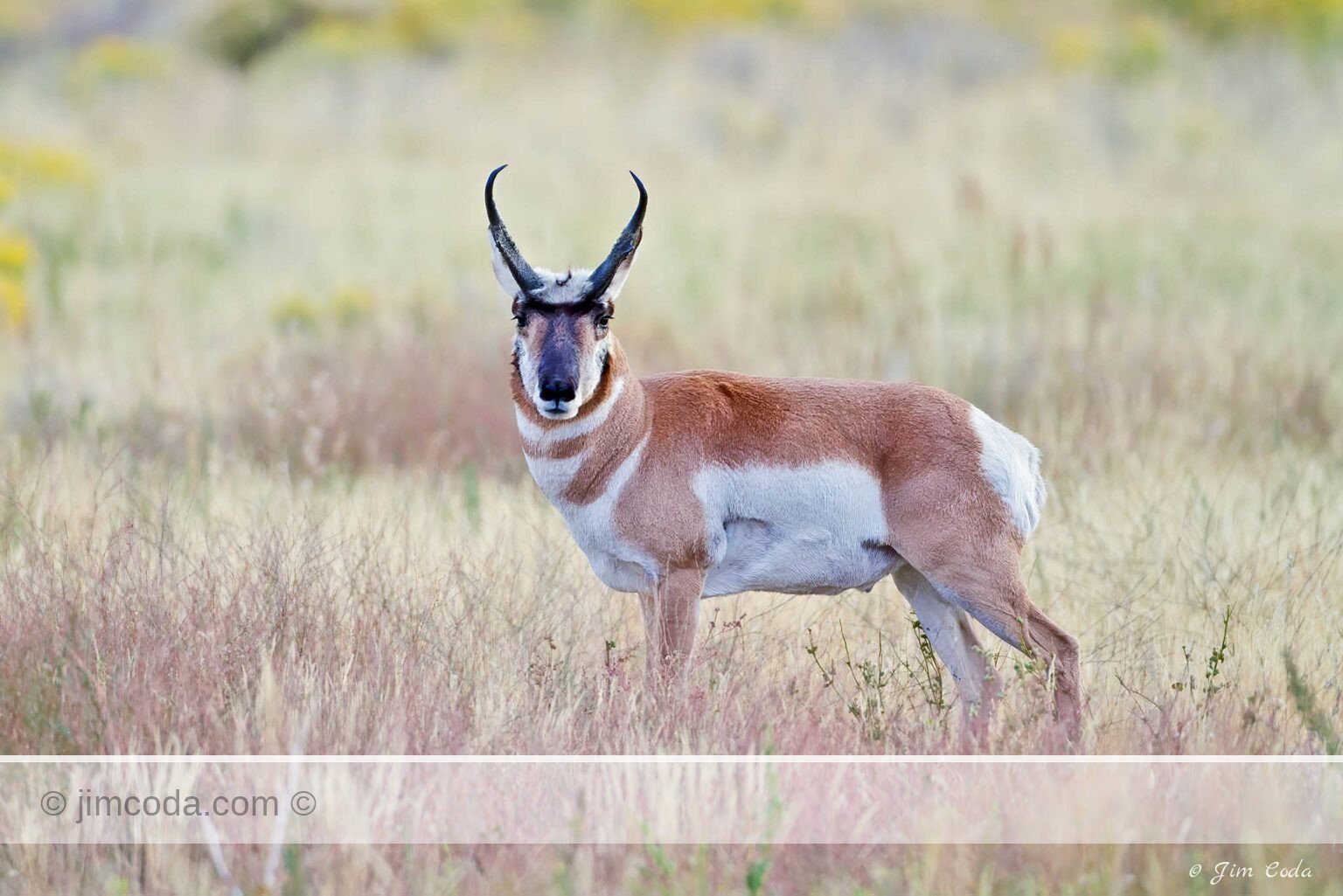 A pronghorn buck stops near the north entrance to Yellowstone National Park