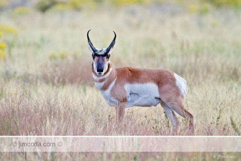 A pronghorn buck stops near the north entrance to Yellowstone National Park