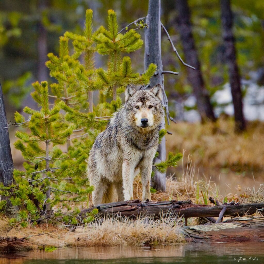 This gray wolf stands near the carcass of a cow elk it killed at Twin Lakes.