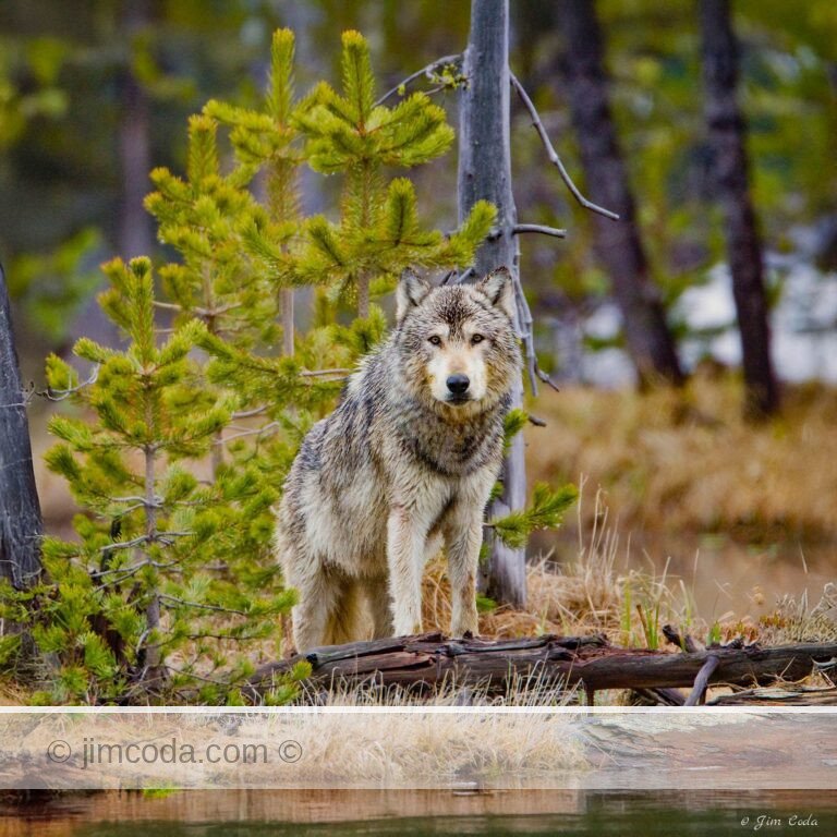 This gray wolf stands near the carcass of a cow elk it killed at Twin Lakes.