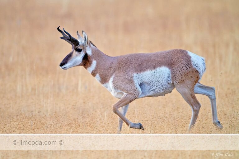 A wet pronghorn buck moves around another buck and his harem in the northern section of Yellowstone National Park.