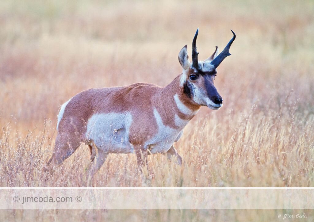 A pronghorn buck faces a challenger during the rut in Yellowstone National Park.