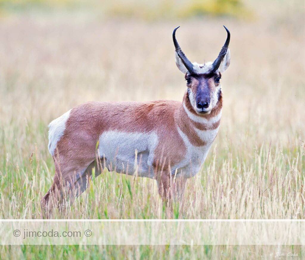 A pronghorn buck stops and faces the camera in Yellowstone National Park.