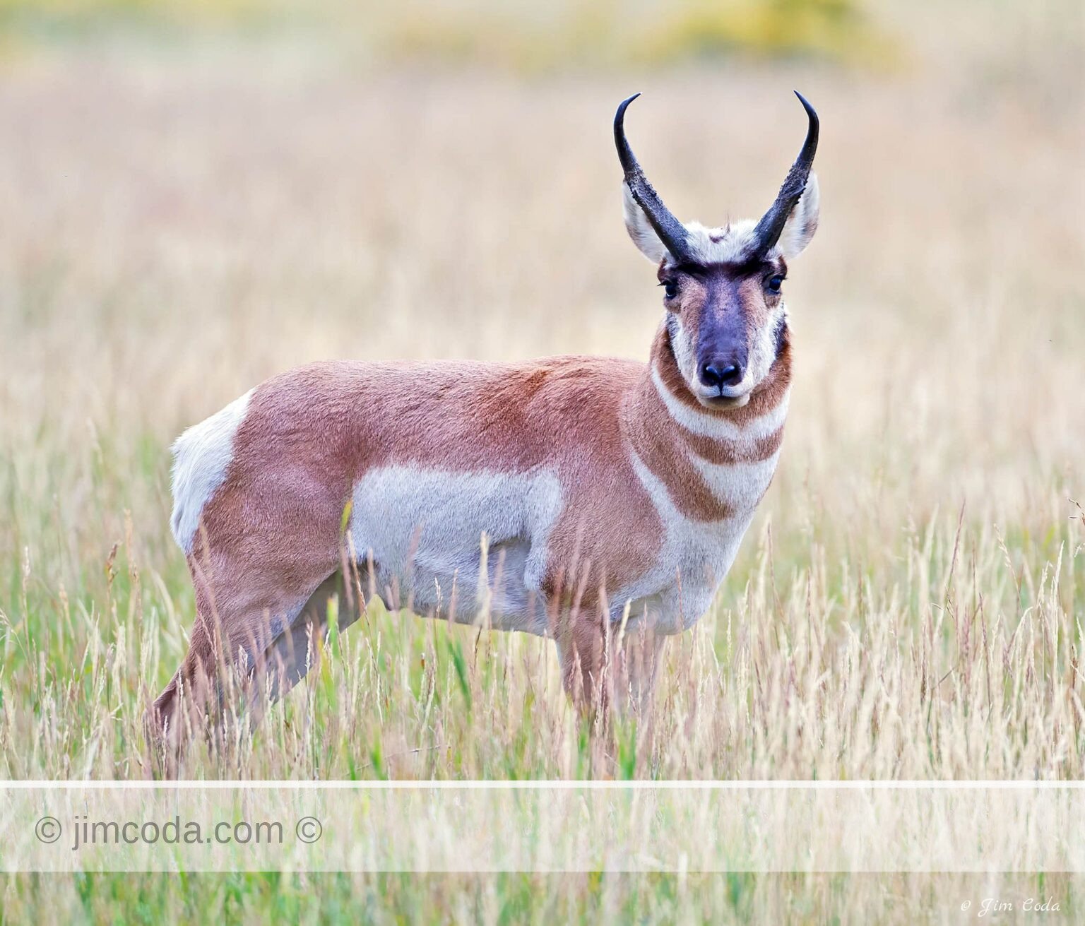 A pronghorn buck stops and faces the camera in Yellowstone National Park.