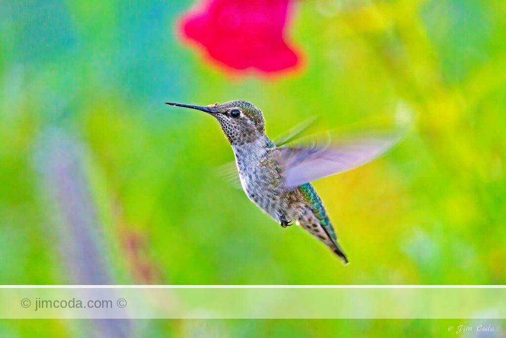 An Anna's hummingbird searches for nectar in Novato, California.
