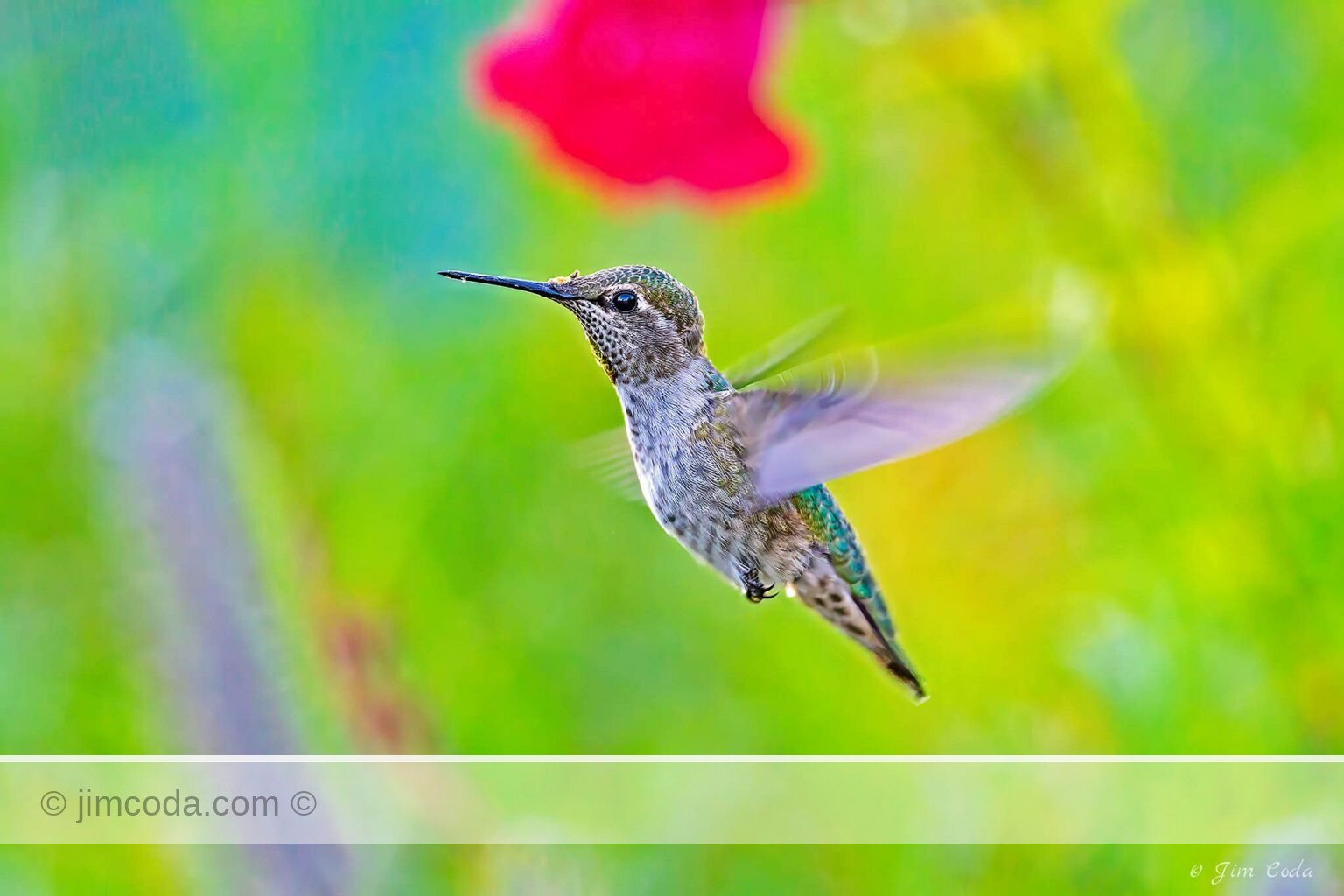 An Anna's hummingbird searches for nectar in Novato, California.