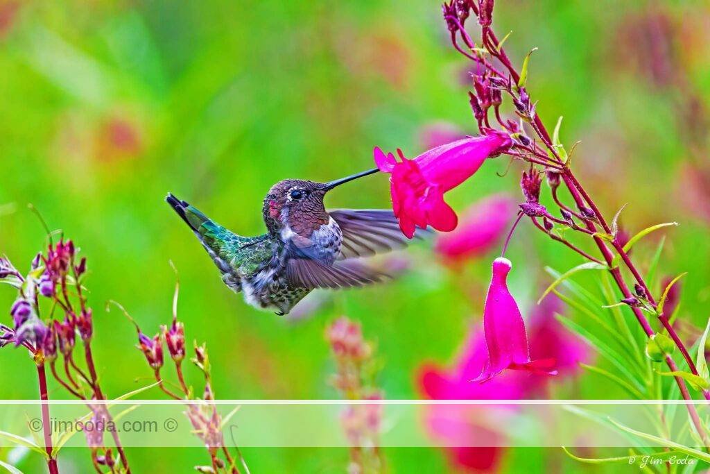 An Anna's hummingbird hunts for nectar in Novato, California.