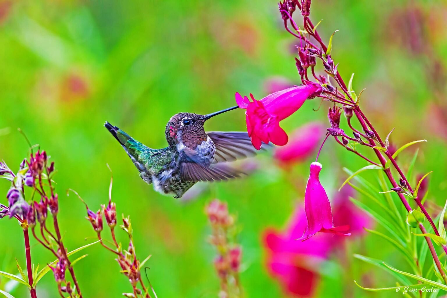 An Anna's hummingbird hunts for nectar in Novato, California.