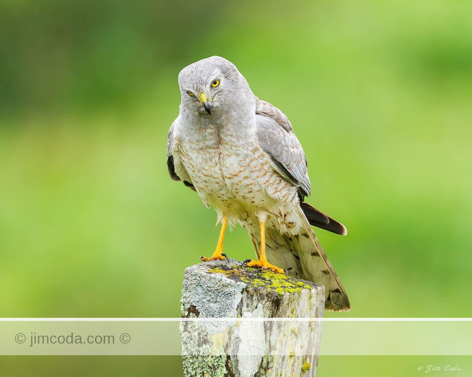 A male northern harrier glares at the camera in Point Reyes National Seashore.