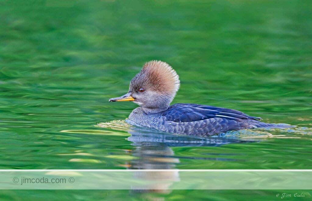 A female hooded merganser swims in a pond in San Francisco's Golden Gate Park.