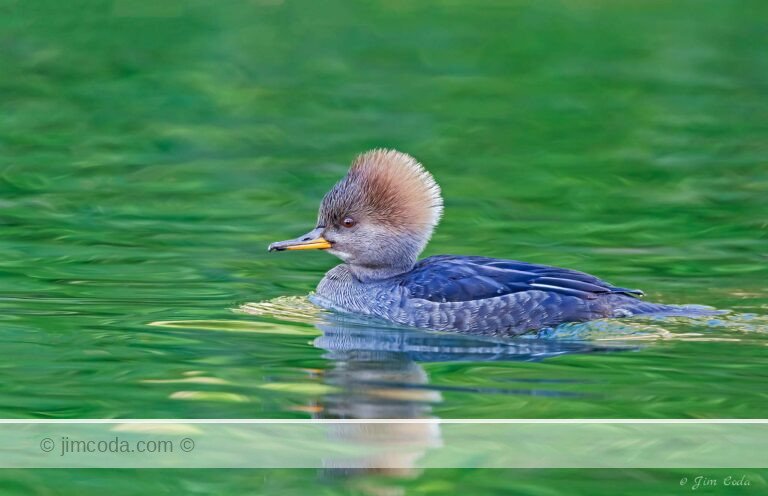 A female hooded merganser swims in a pond in San Francisco's Golden Gate Park.