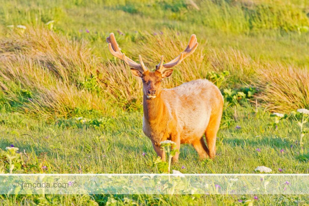 Bull Tule Elk in Velvet, Point Reyes National Seashore. It's late April and this bull's antlers are growing rapidly.