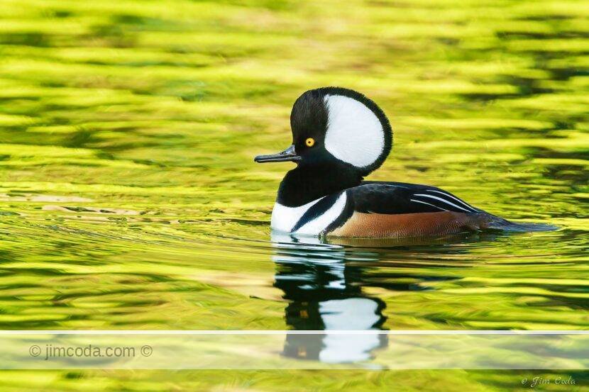 A male hooded merganser swims in Lloyd Lake in Golden Gate Park.