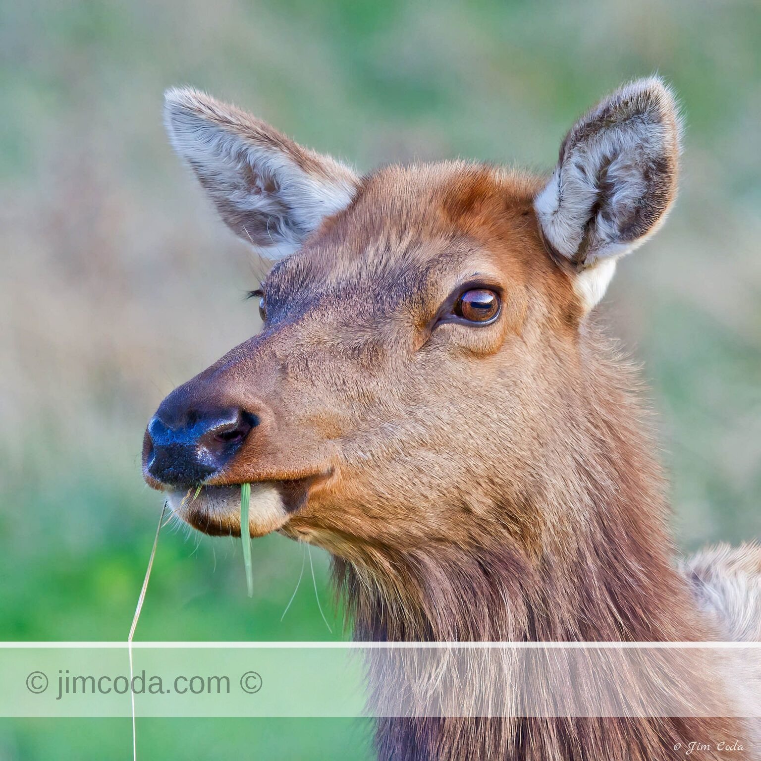 A cow elk grazes in the fenced enclosure of the Point Reyes Elk Reserve.