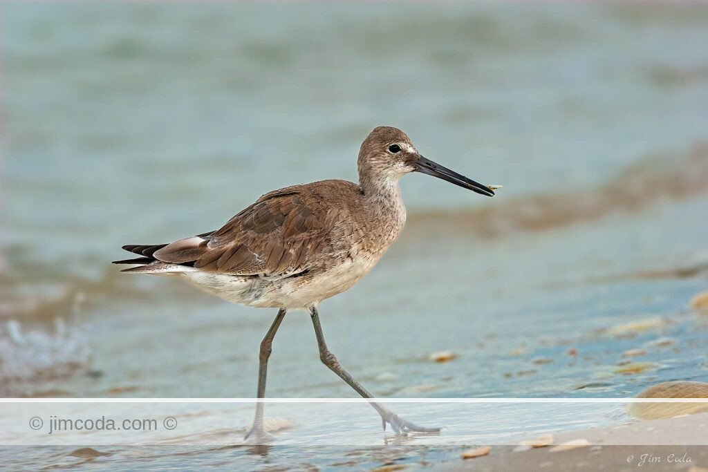 A willet catches a small morsel of food on San Carlos Island, Florida.