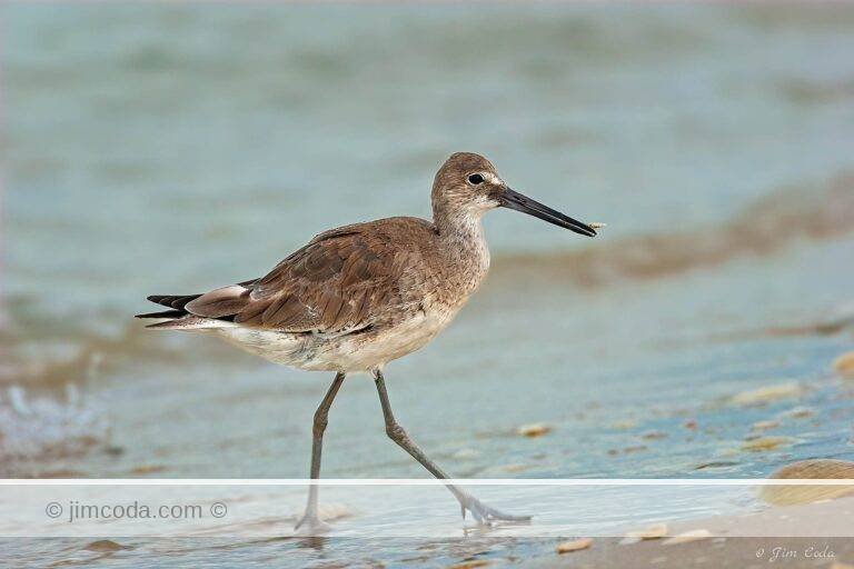 A willet catches a small morsel of food on San Carlos Island, Florida.