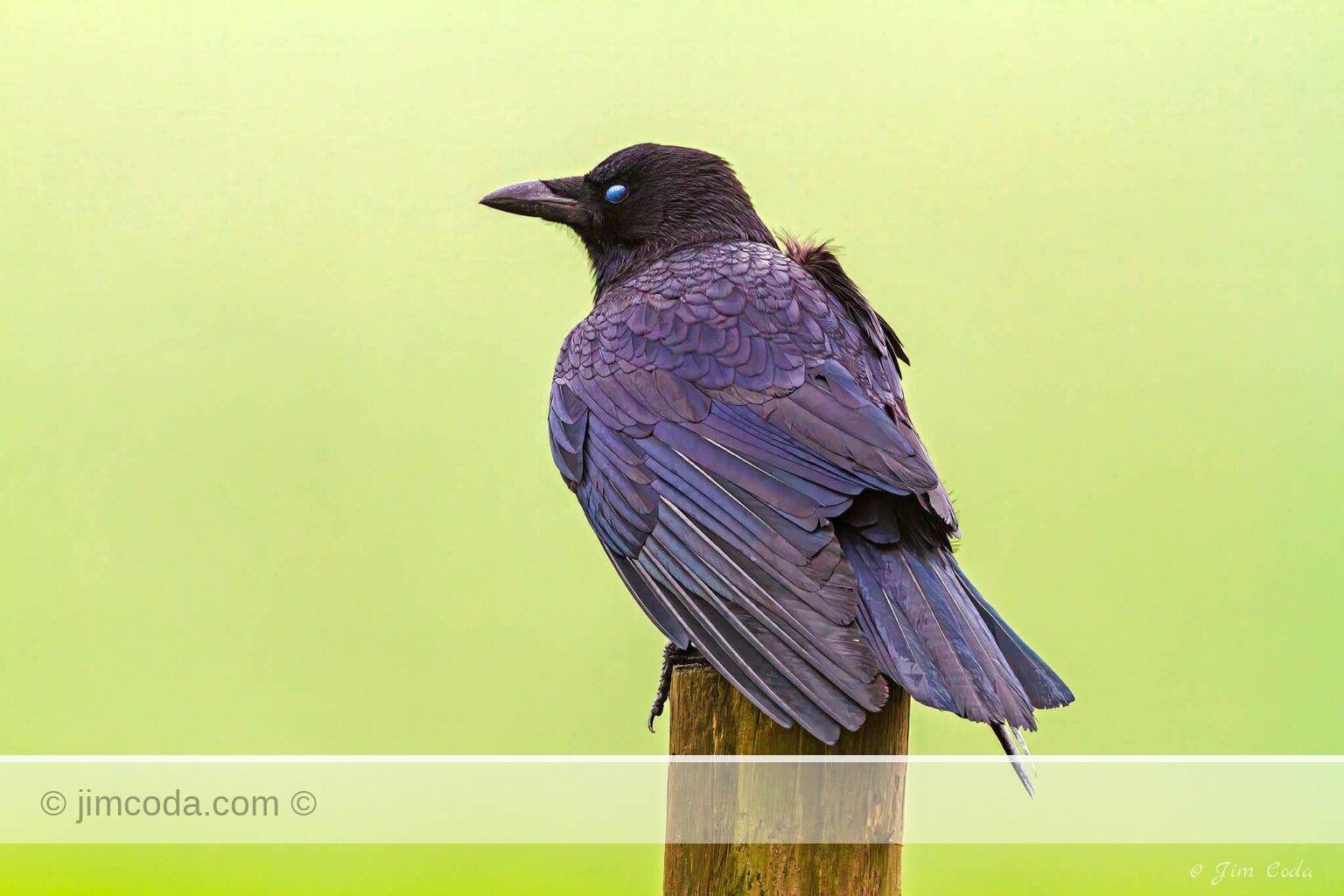 A raven perches on a fence post while its nictating membrane moves over its eye.