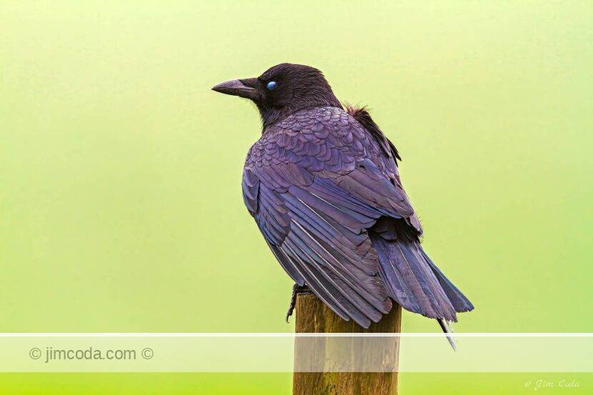 A raven perches on a fence post while its nictating membrane moves over its eye.