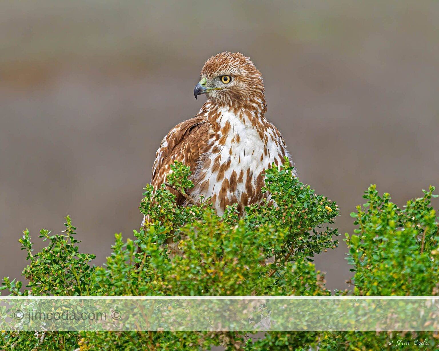 Portrait of a young red-tailed hawk at Ellis Creek, Petaluma, California.