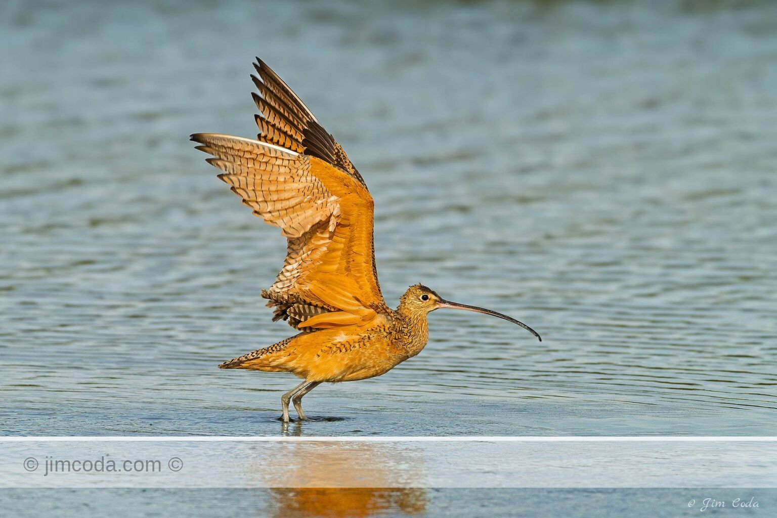 A long-billed curlew takes off at Elkhorn Slough, California.