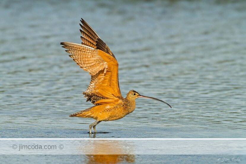 A long-billed curlew takes off at Elkhorn Slough, California.