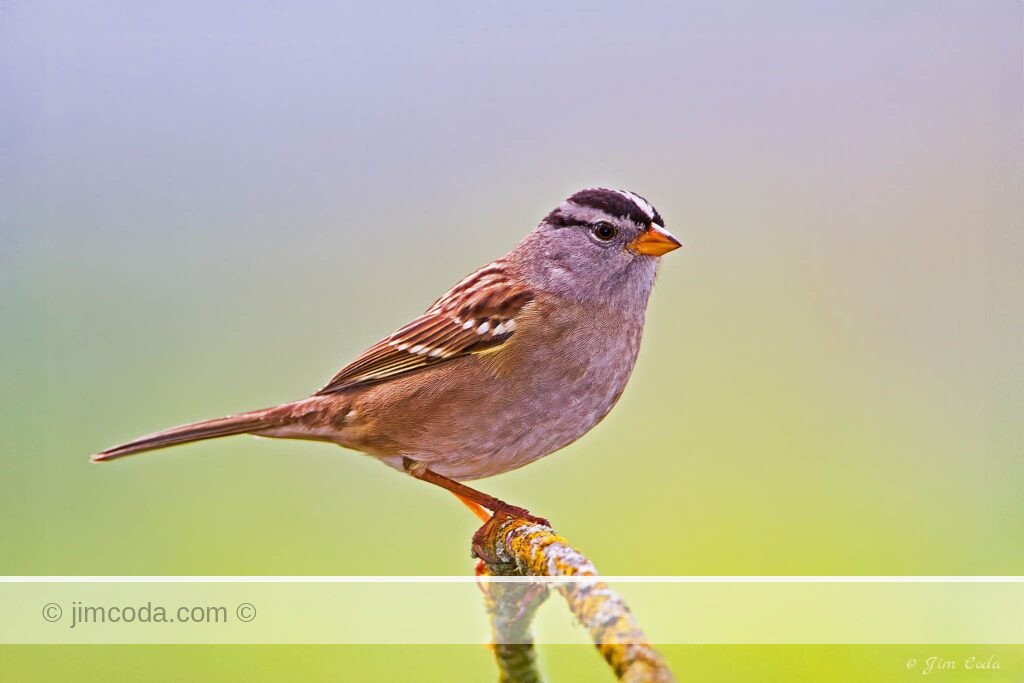 A white-crowned sparrow perches on a lichen-covered limb.