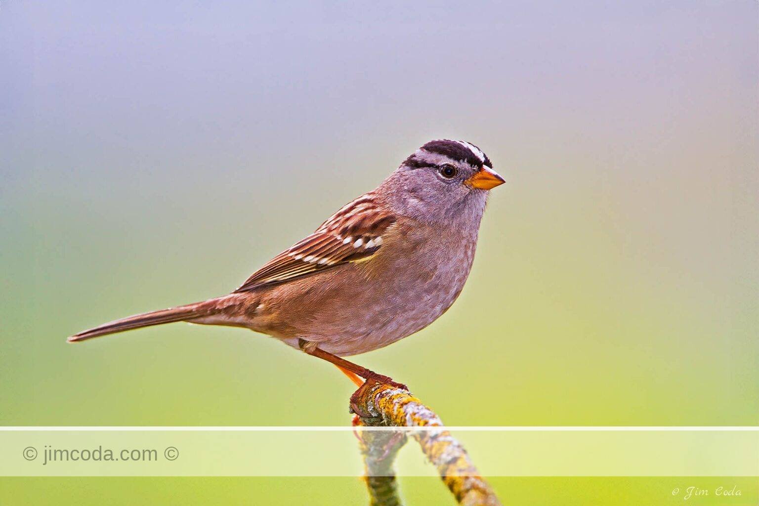 A white-crowned sparrow perches on a lichen-covered limb.