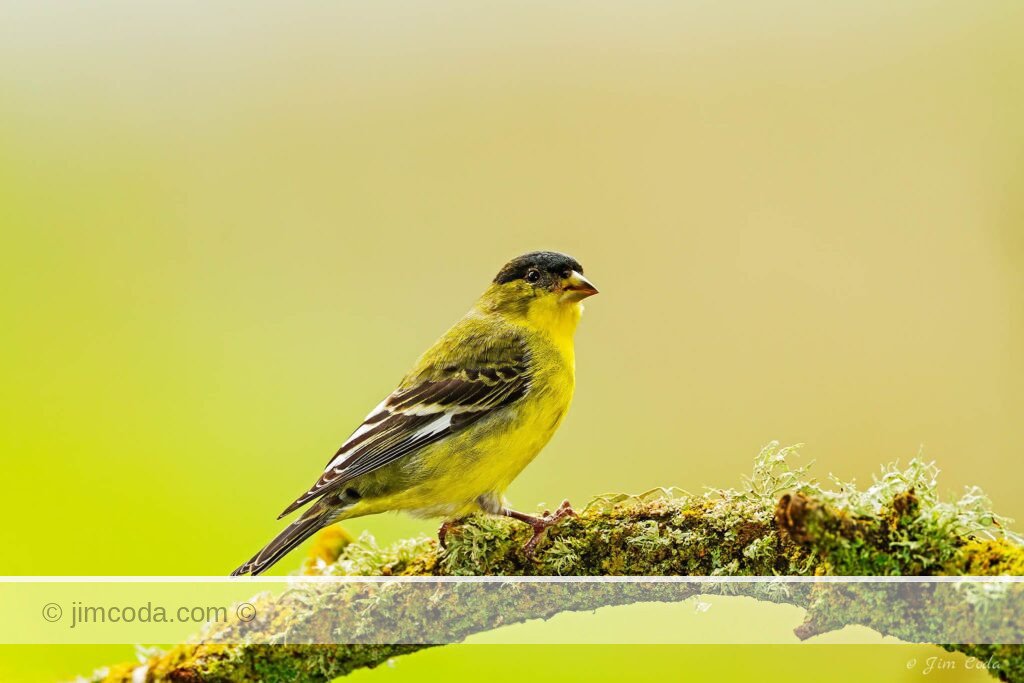 An American goldfinch perches on a lichen-covered limb in Novato, California.