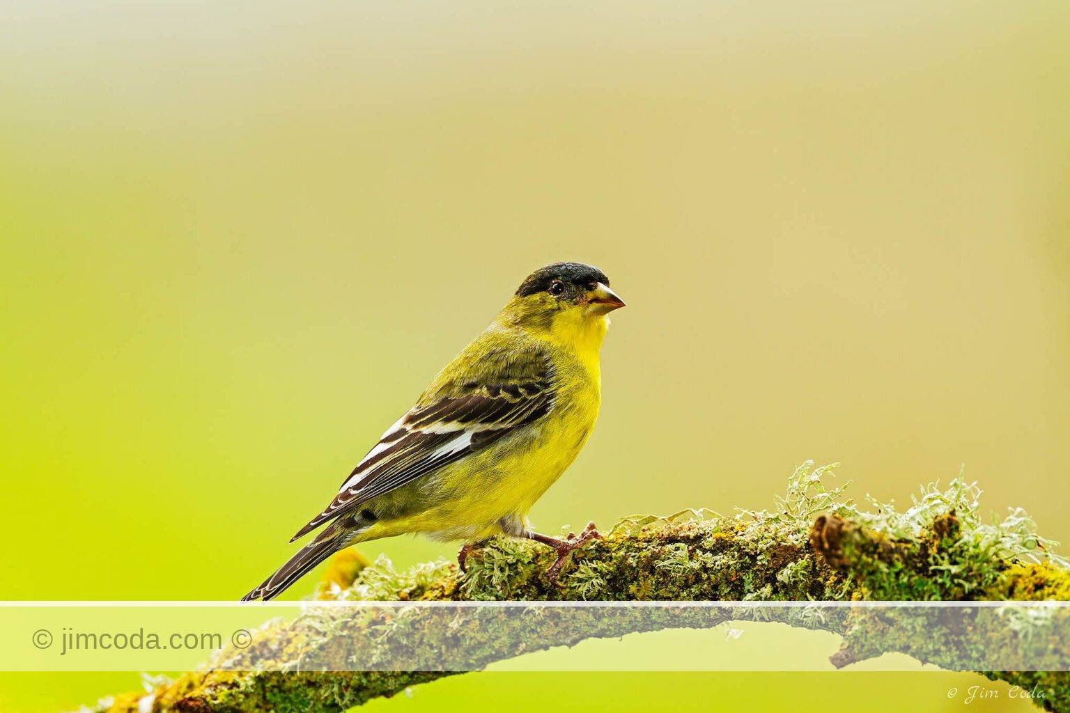 An American goldfinch perches on a lichen-covered limb in Novato, California.