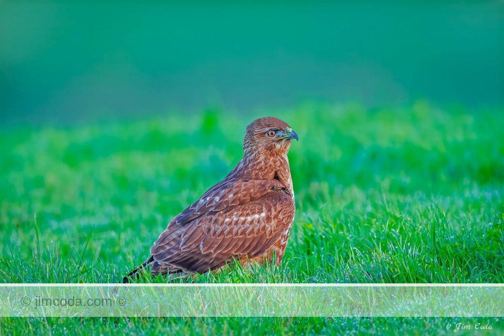 A red-tailed hawk lands in a pasture in Point Reyes National Seashore.