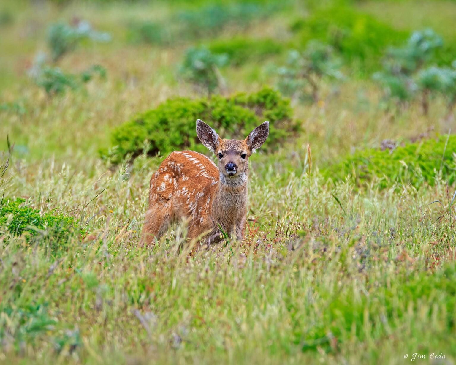 A blacktail fawn poses in Point Reyes National Seashore.