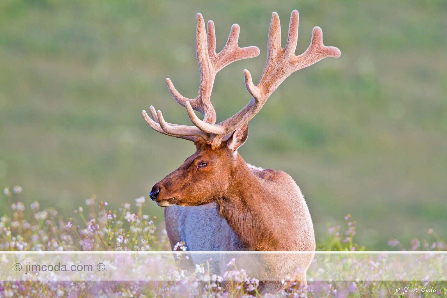 A 7-point bull elk with velvet-covered antlers that are still growing feeds on the Tomales Peninsula.