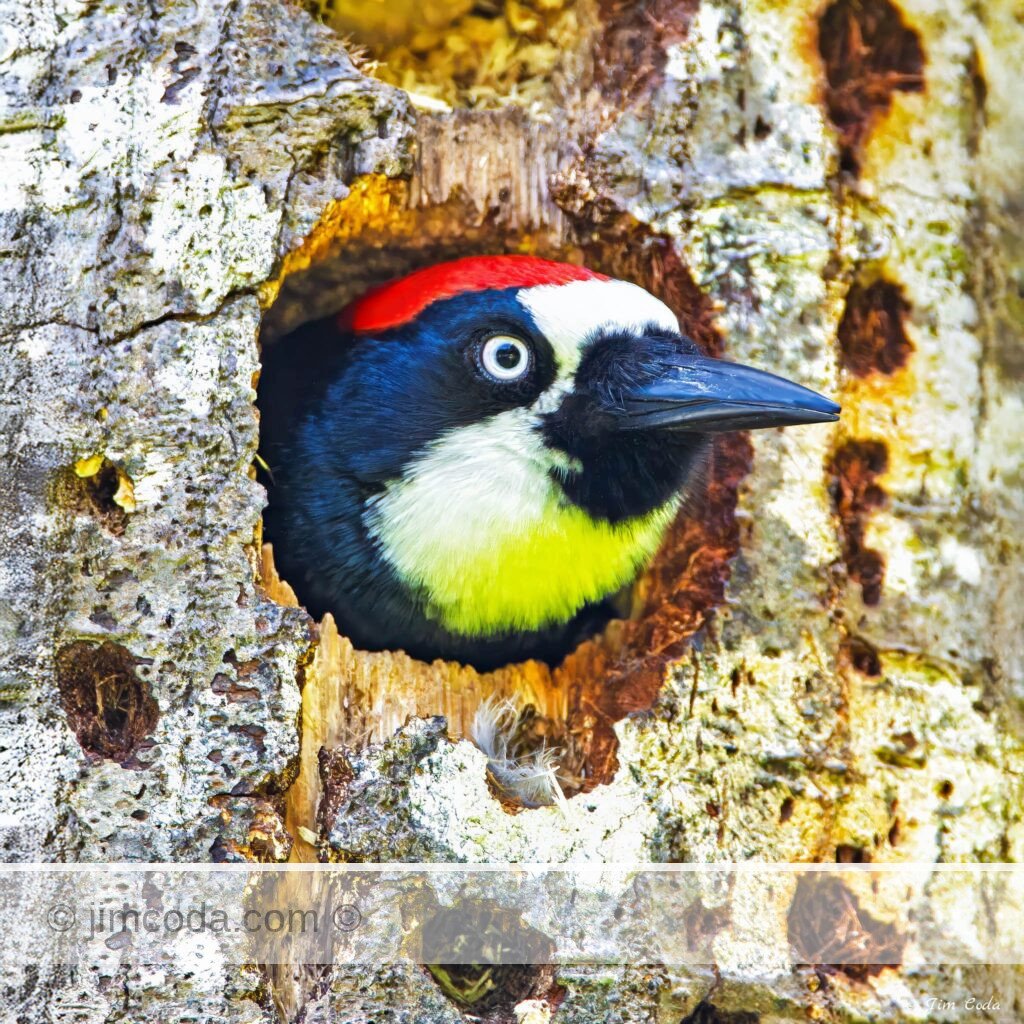 An acorn woodpecker looks out of its nest near Point Reyes National Seashore. Some mushrooms are growing above the nest.