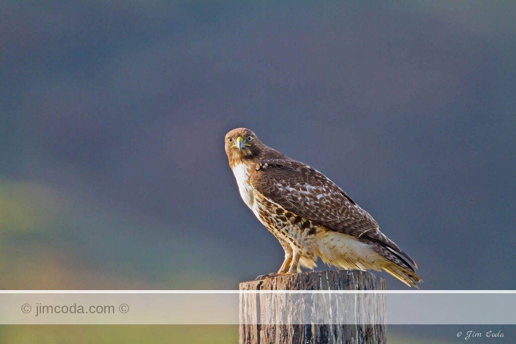 Red-tailed Hawk perches on a fence post looking for its next meal at Point Reyes National Seashore.